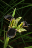 Iris tuberosa RCP3-07 001.jpg